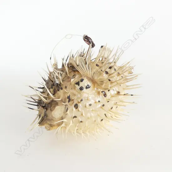 TAXIDERMY PUFFER FISH L.210mm