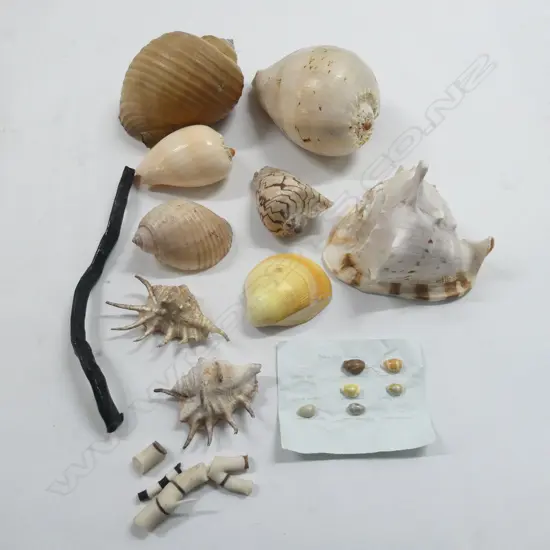 9 MEDIUM & LARGE SHELLS etc