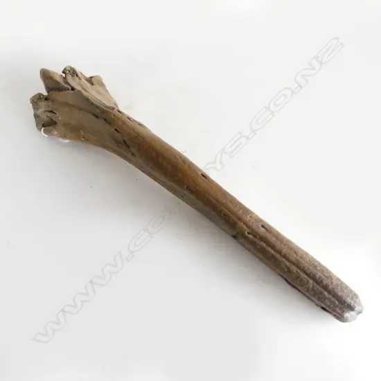 MESOPLODON FOSSILISED BONE L.510mm
