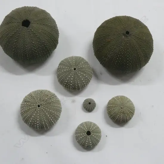 7 ASST. SEA URCHINS; W.120mm