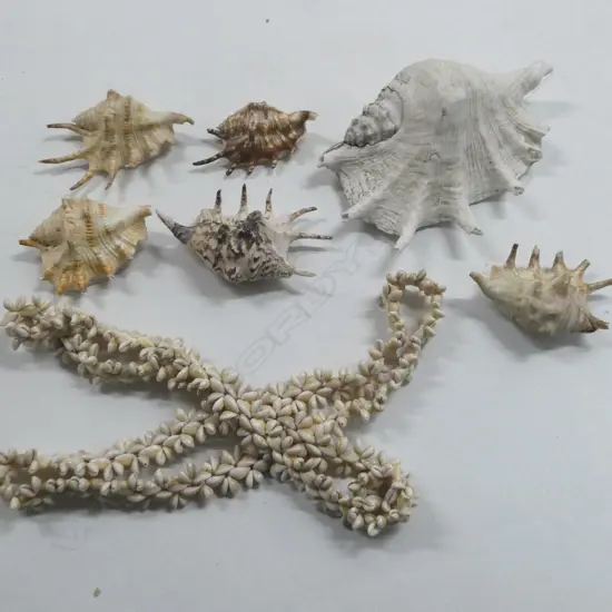 6 SPIDER SHELLS & 2 COWRIE SHELL NECKLACES