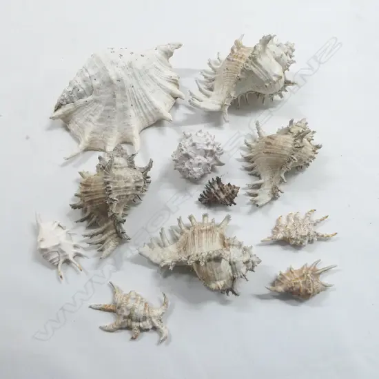 COL. SPIDER SHELLS (11); Largest L.280MM