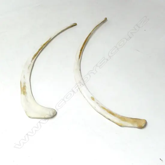 2 LGE RIB BONES from a very lge mamal L.1740mm longest