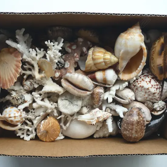 ASST. CORAL & SHELLS etc