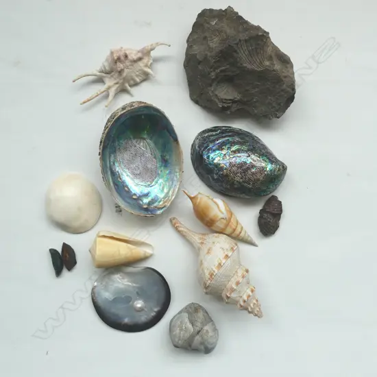 4 FOSSIL STONES, SHELL, SML. POUNAMU L.35mm, 2 ARTS&CRAFT PAUA SHELLS, etc