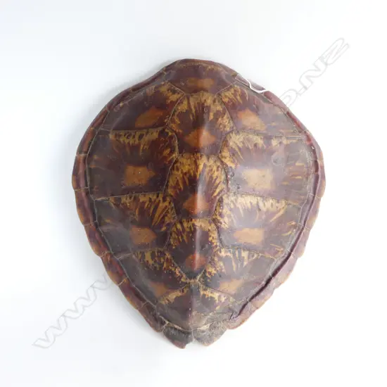 TURTLE SHELL L.450mm