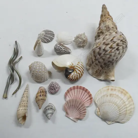 COL. ASST. SHELLS (15) w. 3 OTHER