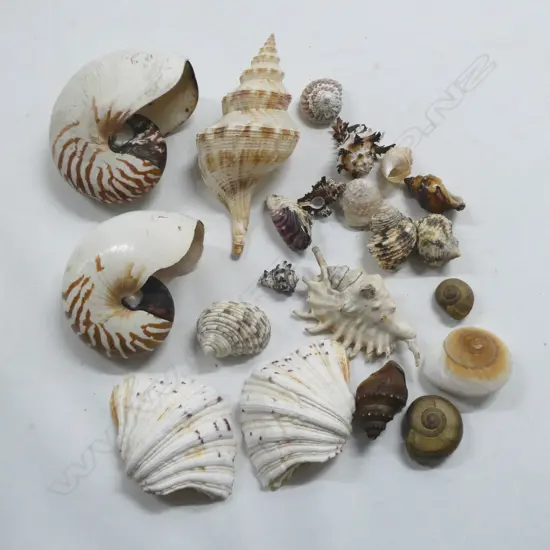 COL. ASST. MEDIUM SHELLS INCL. SNAILS, SPIDER, etc