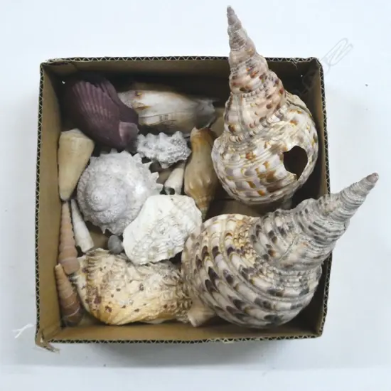 COL. ASST. MEDIUM SHELLS