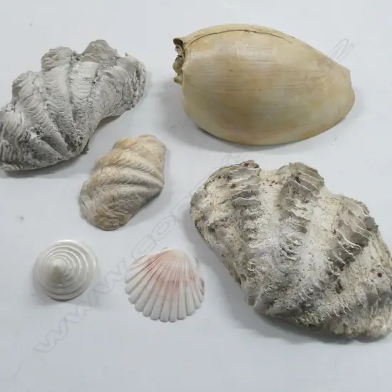 6 ASST. SHELLS; 2 CLAM SHELL HALVES, etc