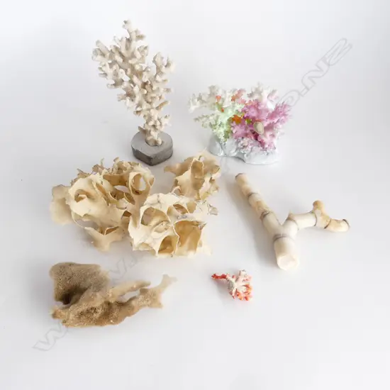 ASST. CORAL INCL. WHITE STAGHORN, etc