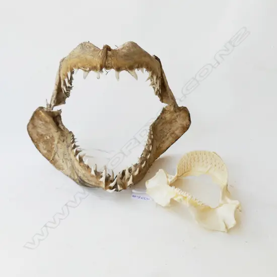 2 SHARK JAWS; Largest W. 270mm