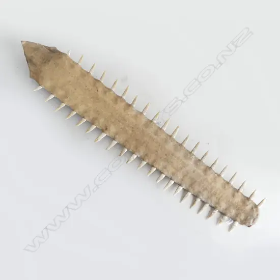 SWORDFISH BILL L.530mm