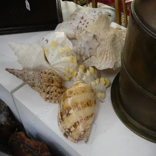 8 ASST SHELLS INCL. CLAM etc