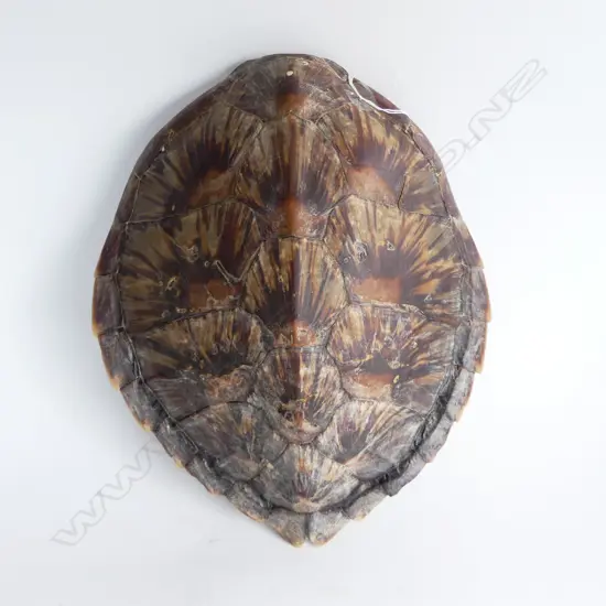 TURTLE SHELL L.400mm