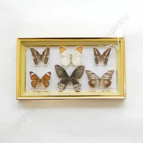 FRAMED BUTTERFLYS H210 L370MM