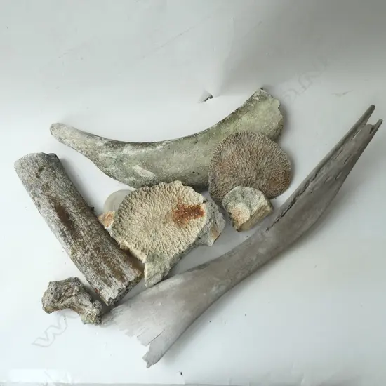 10 ASST. MARINE BONES; Part Rib, L.540mm, etc