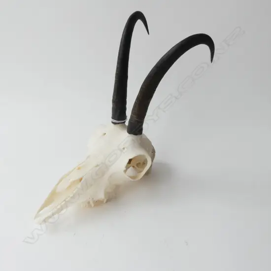 HORNED SKULL H.250mm
