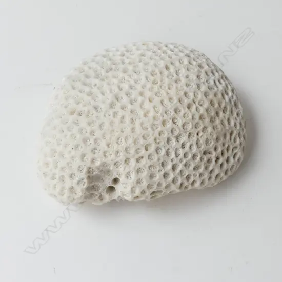 GONIASTREA STONY CORAL HEAD of flat rounded form. 150 x 120mm