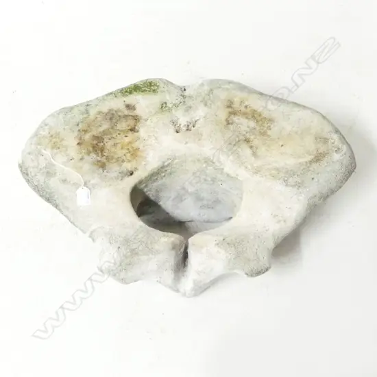 LGE OLD BACK BONE DISC SECTION FROM A VERY LGE MAMAL. 660 x 450mm