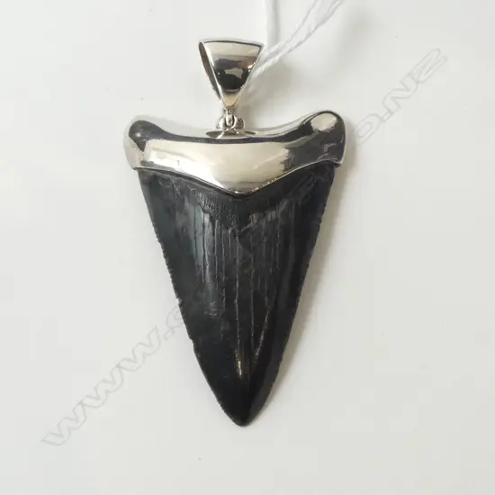 FOSILISED SHARK'S TOOTH & SILVER PENDANT. MADE IN USA (CD11798)