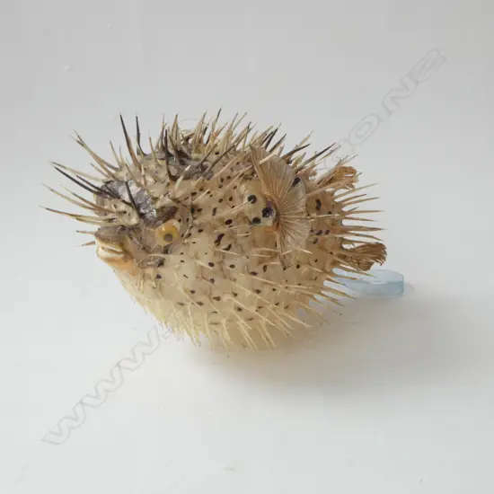PUFFER FISH L.250mm