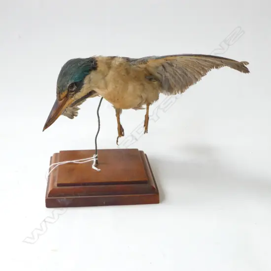TAXIDERMY AUSTRALIAN KINGFISHER L.210mm