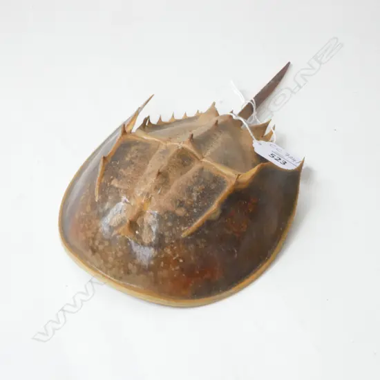 HORSESHOE CRAB L.240mm
