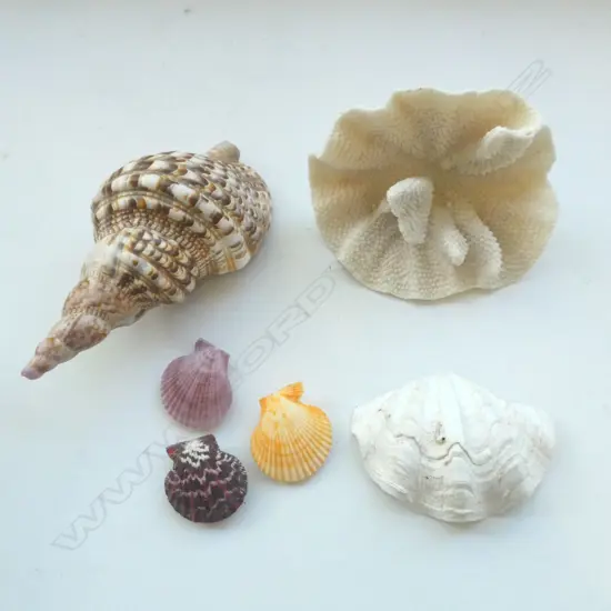 LG CORAL w. 5 5 SHELLS 