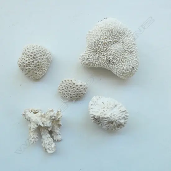 5 PCES WHITE CORAL largest W.110mm
