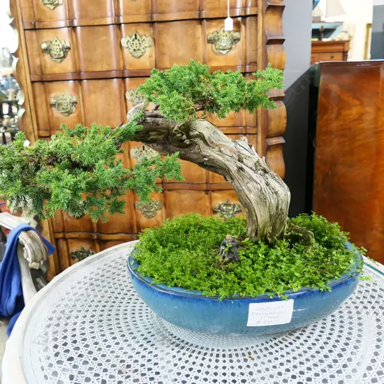 JUNIPER (JUNIPERUS PYOCUMBENS) BONSAI APPROX 55 YEARS OLD H.400mm