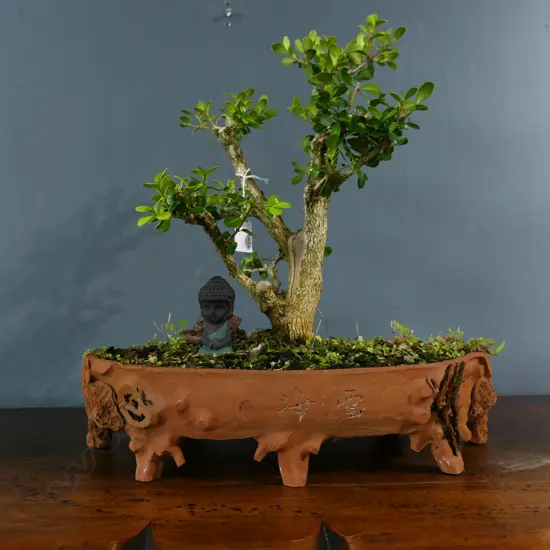 OLD BONSAI IN OVAL POT H.440mm