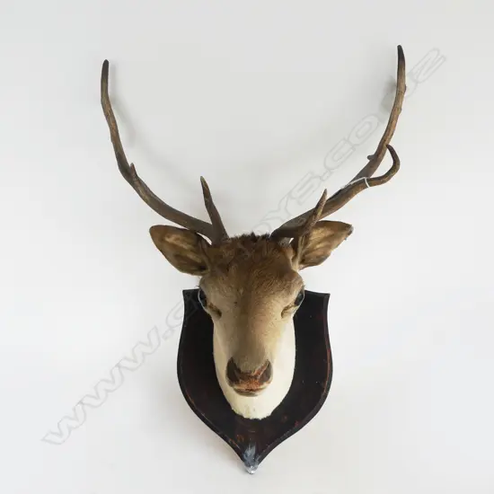 11 POINTER MOUNTED STAG HEAD  ANTLER SPAN 520MM