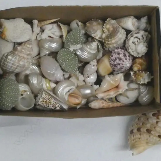 ASST SHELLS Incl. 'PETALS SEASHORE COLLECTIONS'
