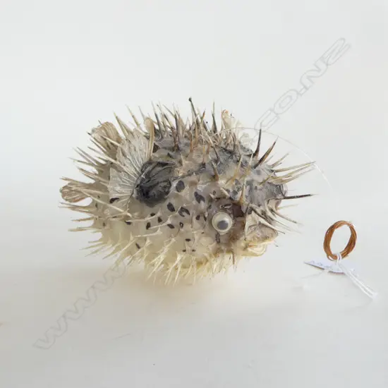 PUFFER FISH L.170mm