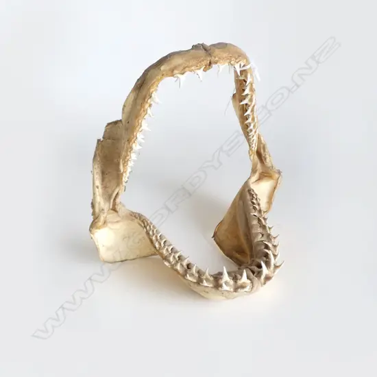 VINTAGE MAKO SHARK JAWS DIia.200mm approx.