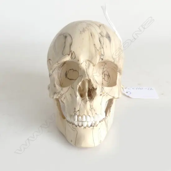 CARVED SOFTWOOD SKULL w ARTICULATED JAW