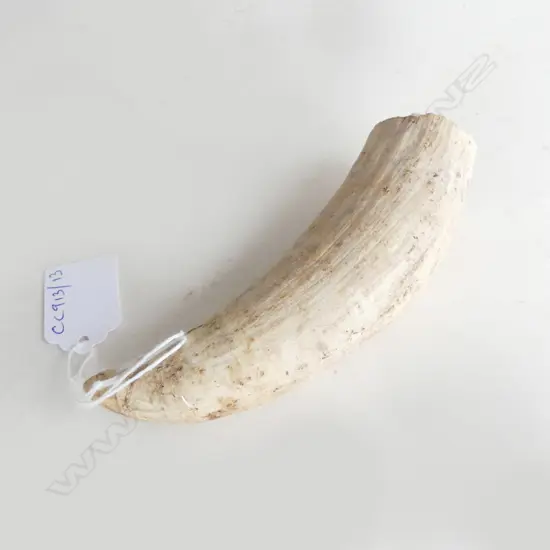 WHALES TOOTH L.130mm