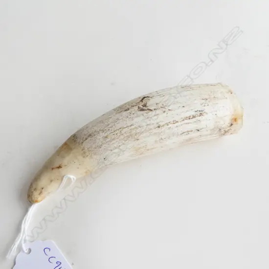 WHALES TOOTH L.125mm