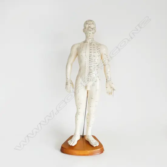 HARD PLASTIC MALE ACUPUNCTURE TEACHING MODEL ON WOODEN STAND, H.490  