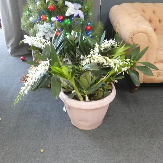 WHITE ROCK ORCHID - DENDROBIUM SPECIOSUM H.750mm