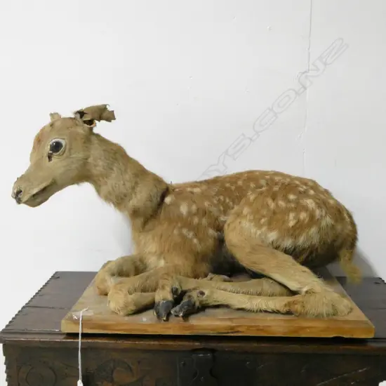 TAXIDERMY DEER ON BASE APROX. 500x300x340mm FAULTS