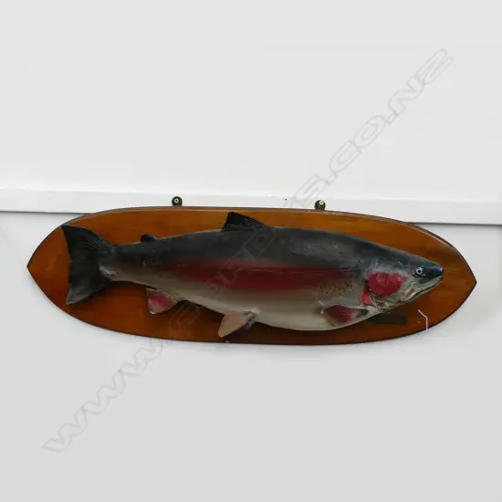 MOUNTED TAXIDERMIED 11 POUND TROUT 1950 L910MM