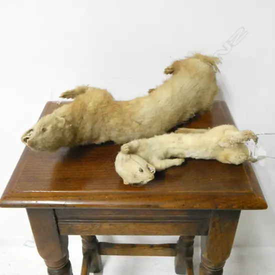 2 TAXIDERMY FERRETS LARGEST APROX. L.420mm