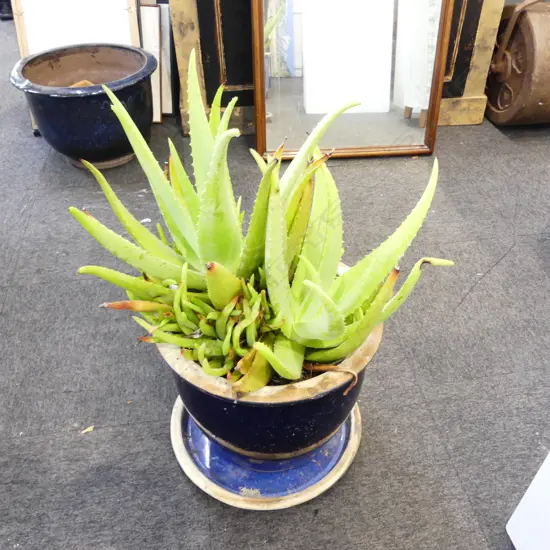 LG BLUE GLAZED PLANTER POT w. ALOE VERA H.700mm