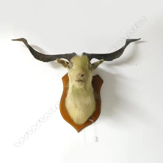 TAXIDERMY BILLY GOAT HEAD MOUNT APROX H.680mm