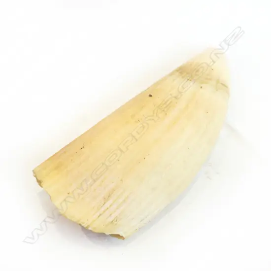 WHALES TOOTH L130 MM