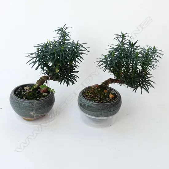 PR BONSAI H.200mm (1 POT REPAIRED)