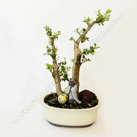 BONSAI IN WHITE POT H.420mm