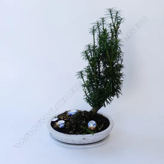 BONSAI IN WHITE POT H.600mm